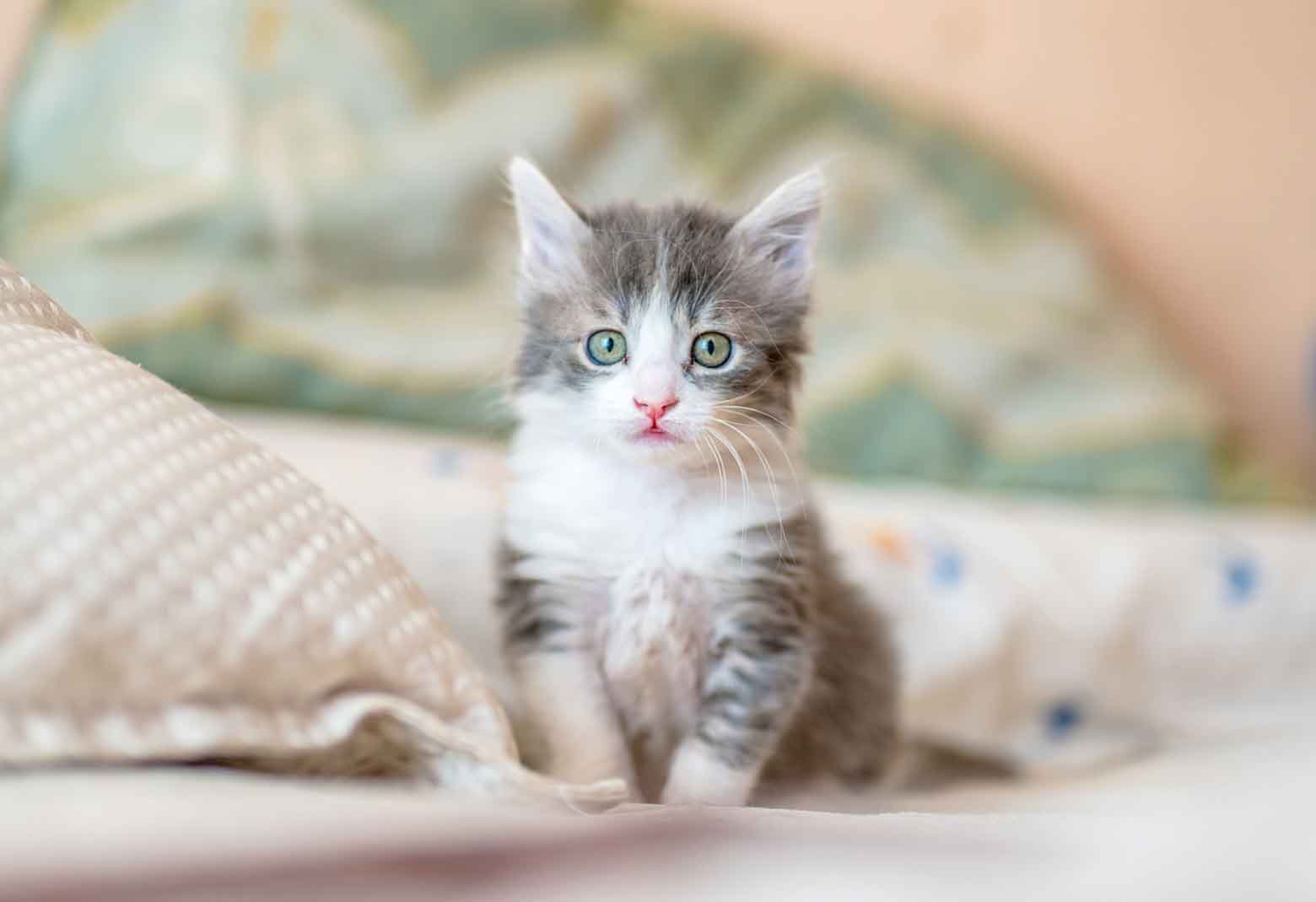 Small Kitten Sitting On Bed
