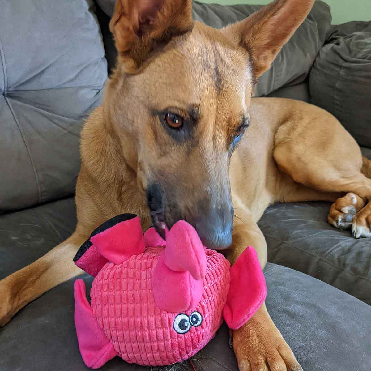 Dog chewing on round pink elephant TenderTuffs dog toy