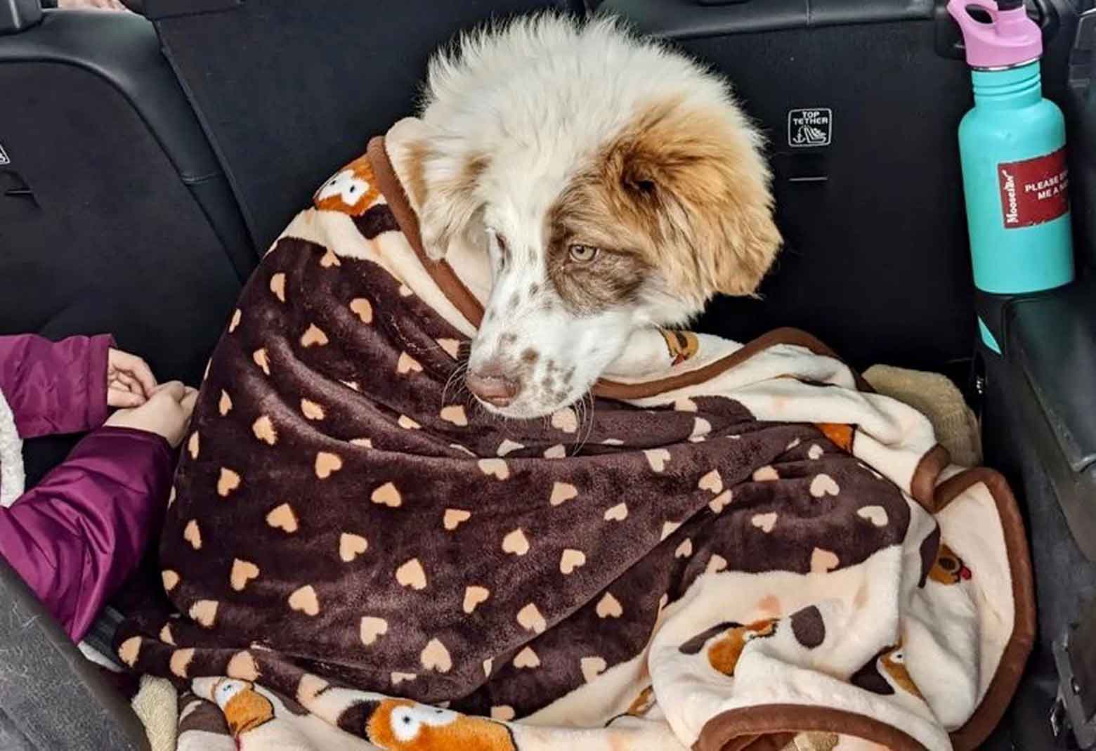 Nervous dog being comforted in the car with a Snuggle Puppy Blanket for Pets