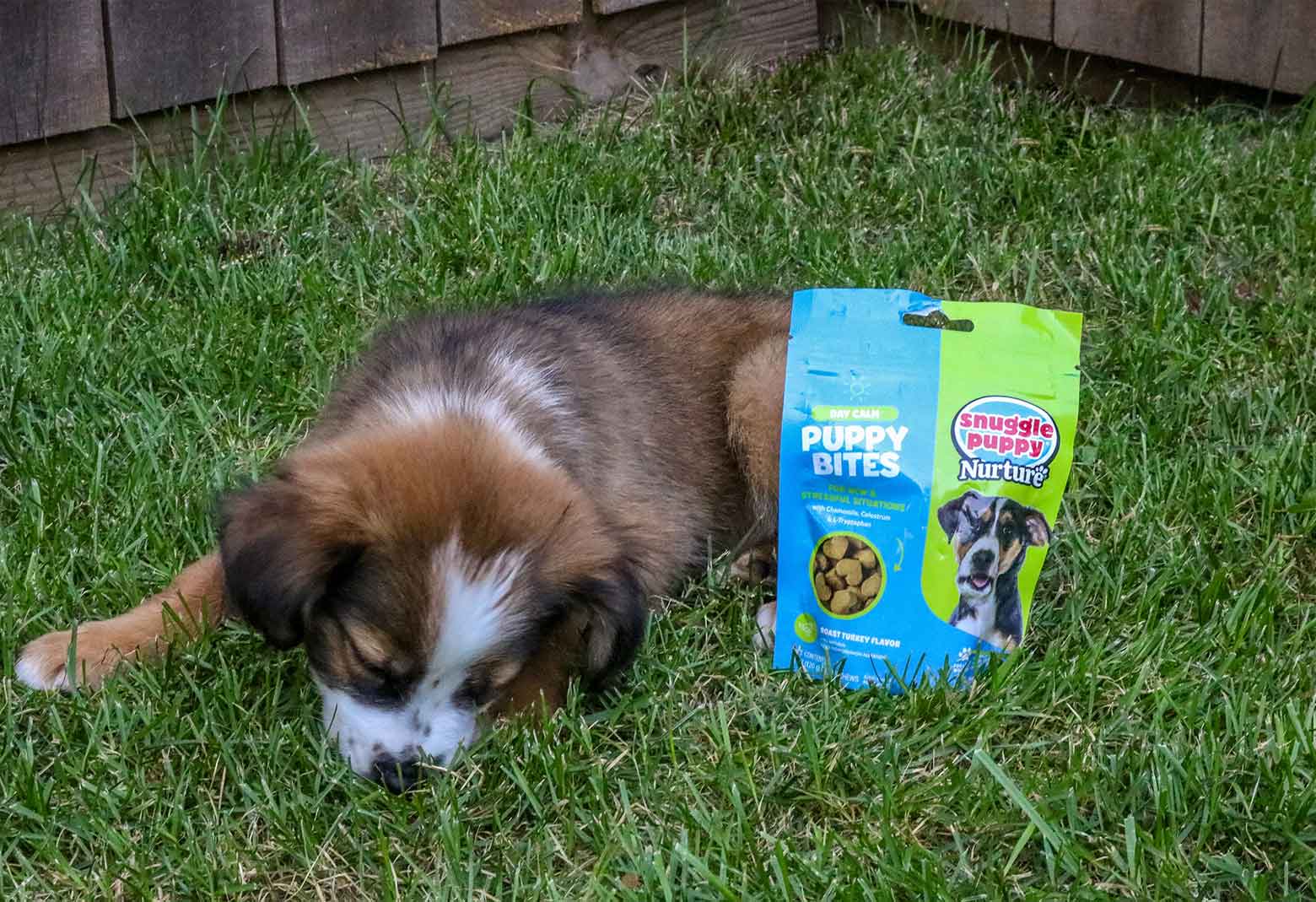 dog laying in grass with Snuggle Puppy Day Calm puppy supplements