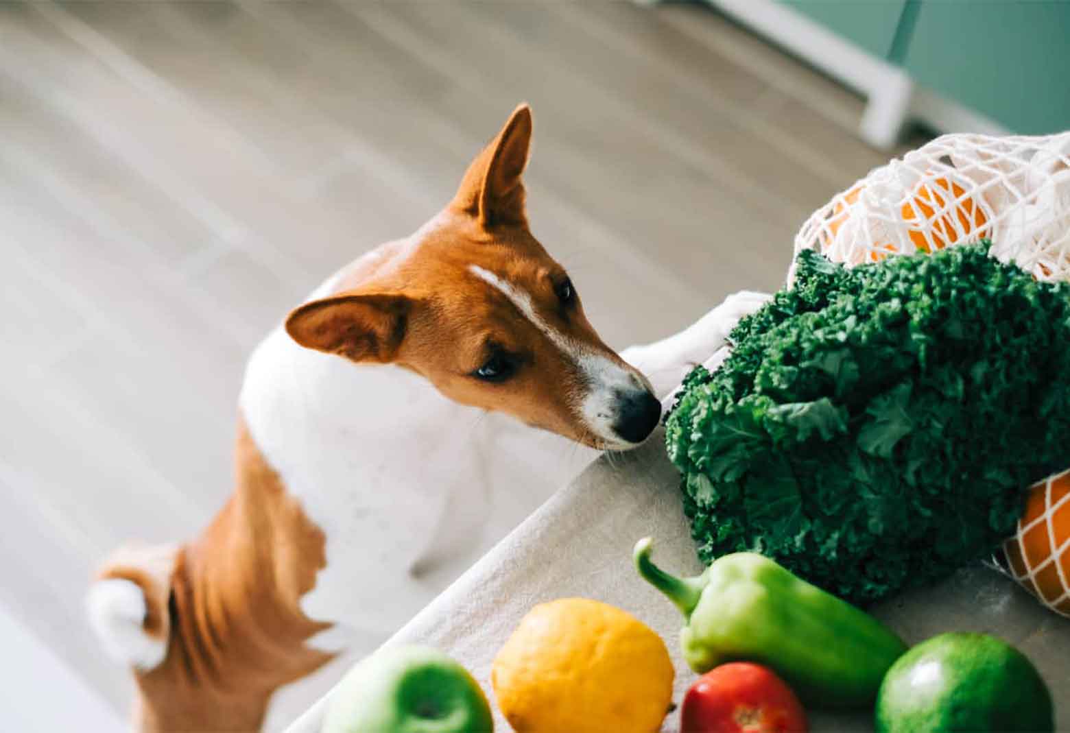 Dog Reaching For Vegetables On Table