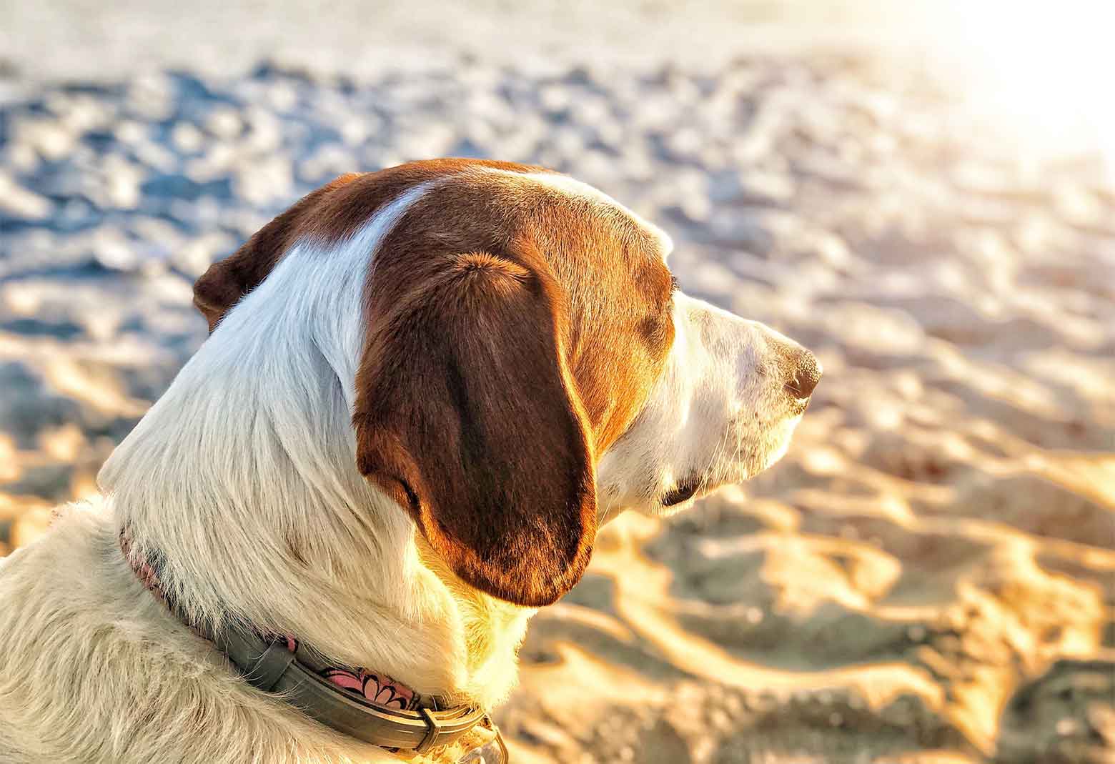 Dog On The Beach Looking Into Sunset
