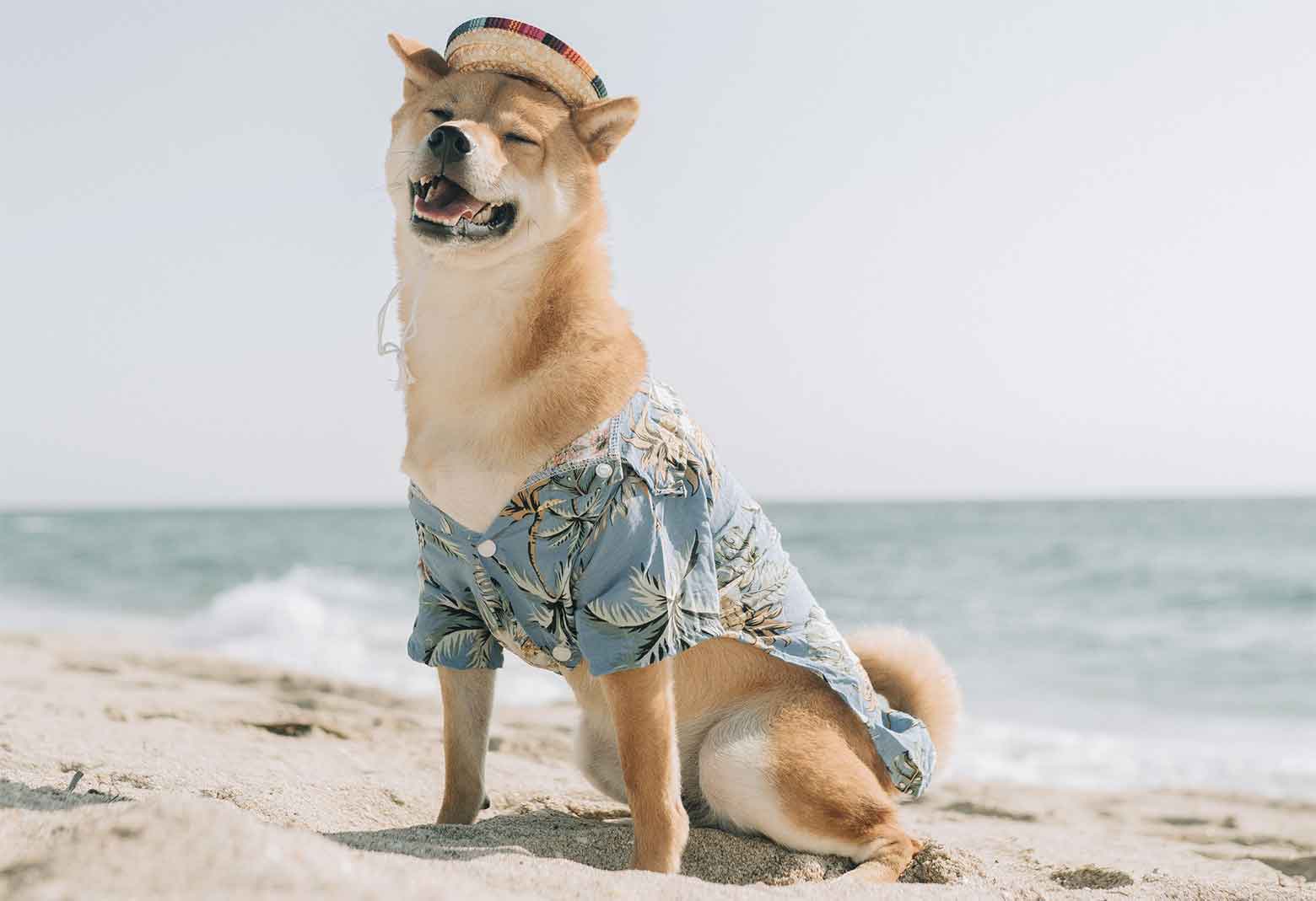 Dog On Beach Wearing Beach Clothes