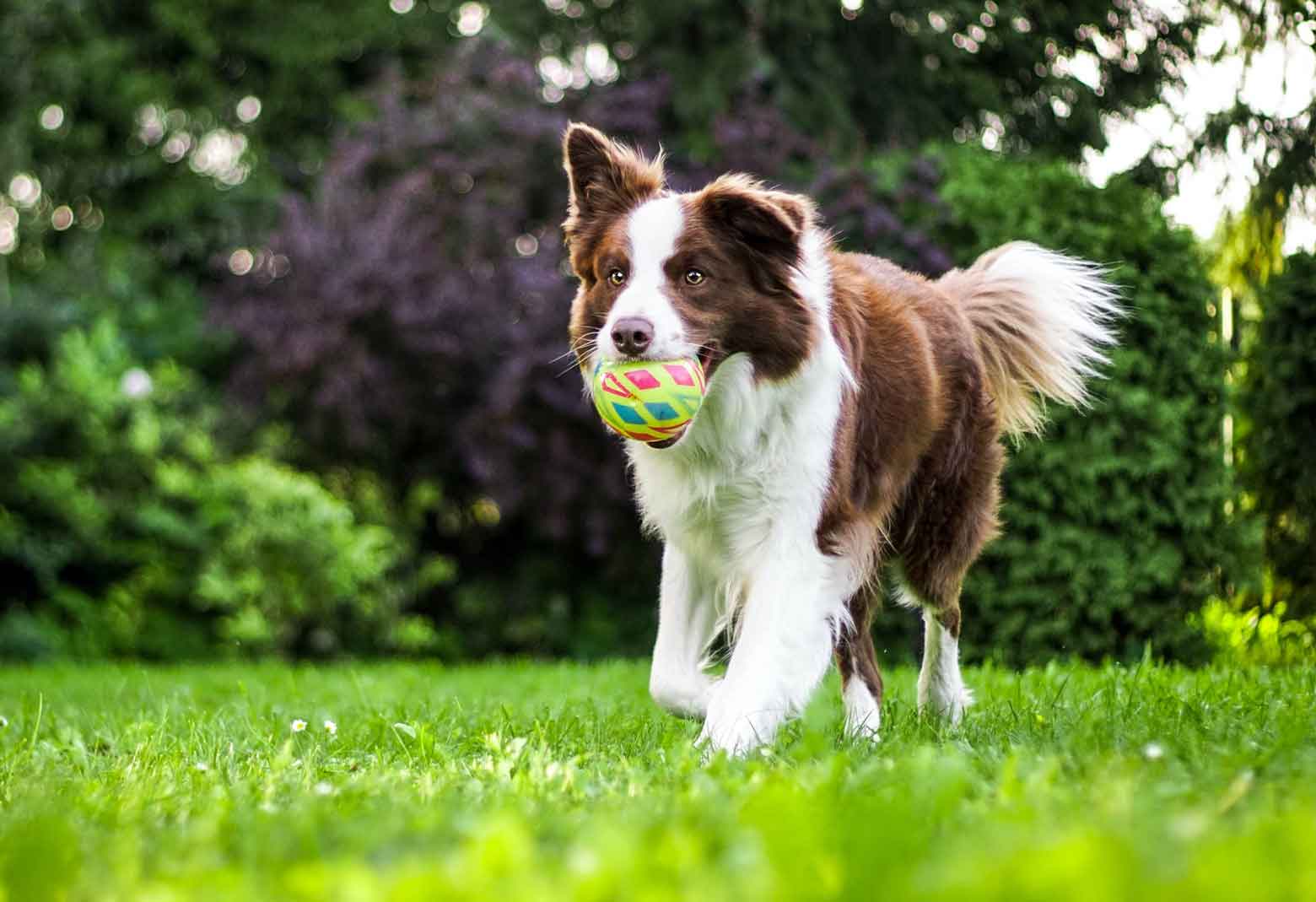 Dog With Ball In His Mouth Running Through Grass