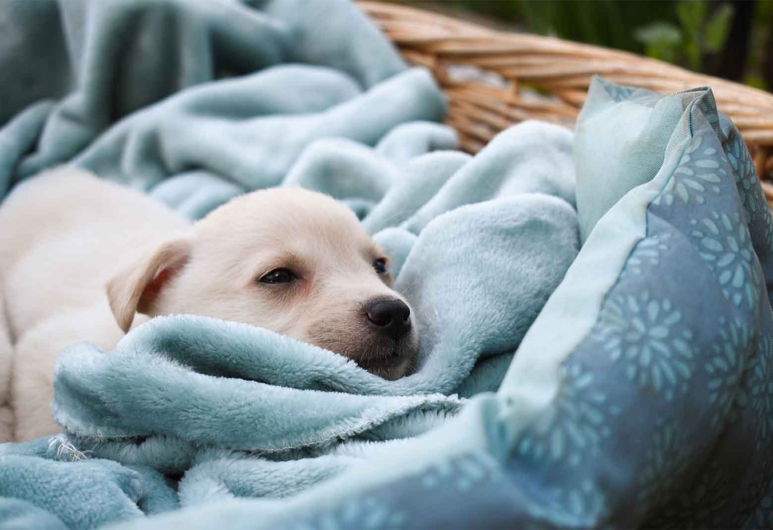 Puppy Laying In Dog Bed