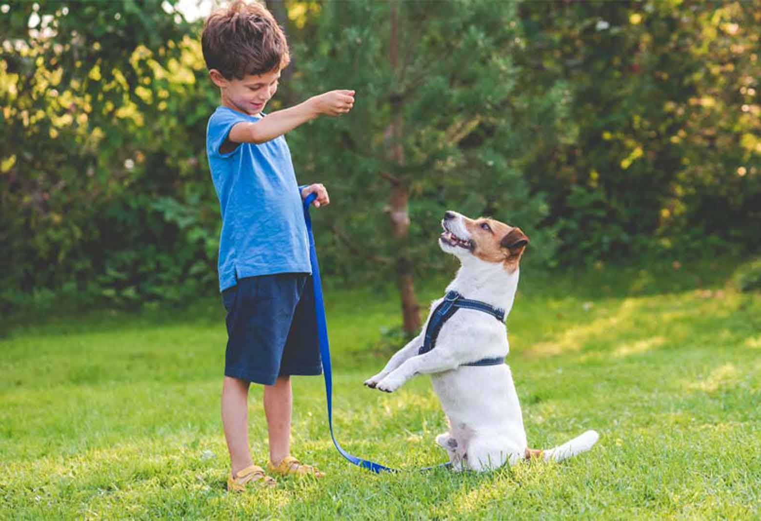 Boy Teaching Dog