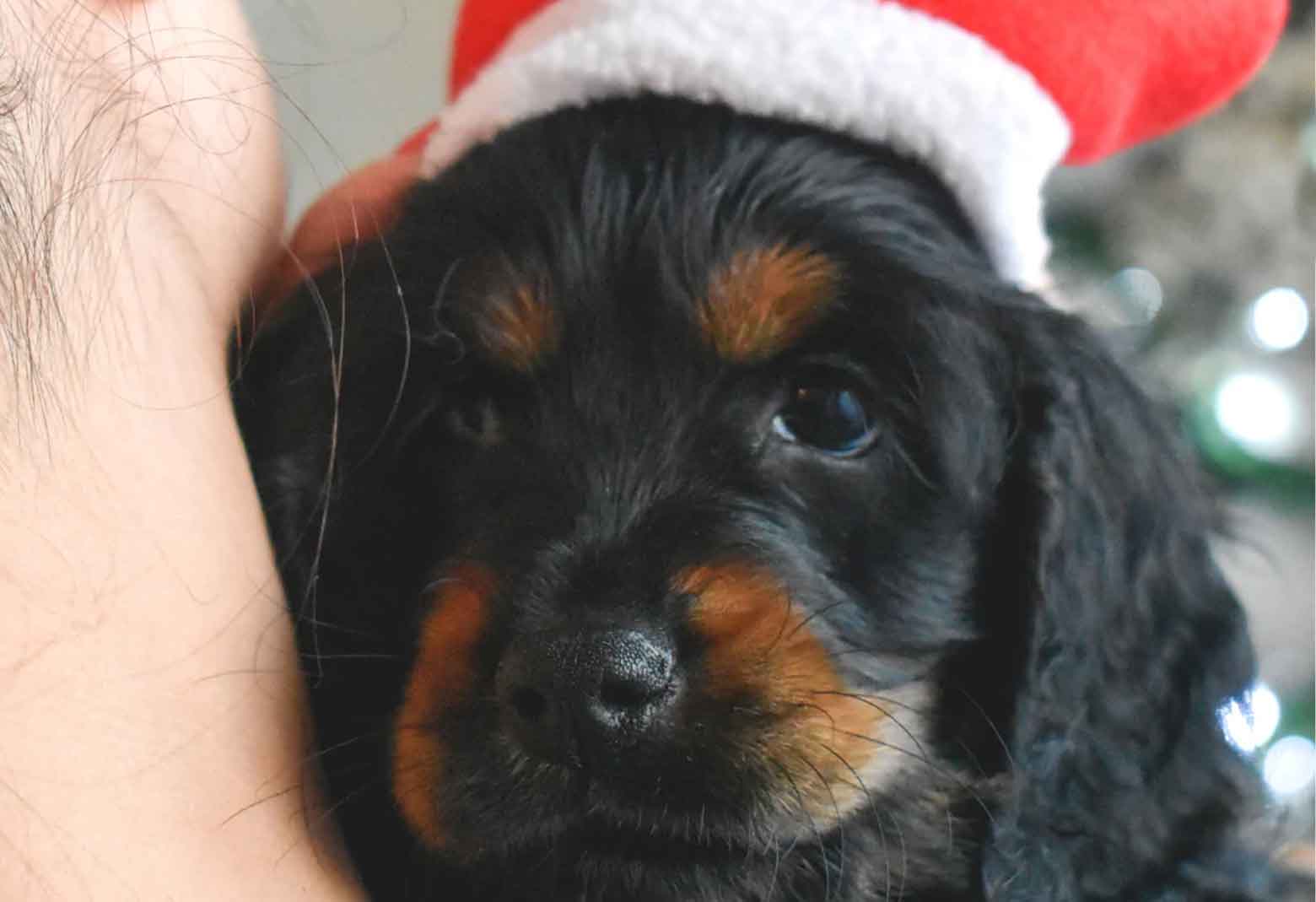 Puppy Wearing Santa Hat Being Held By Woman