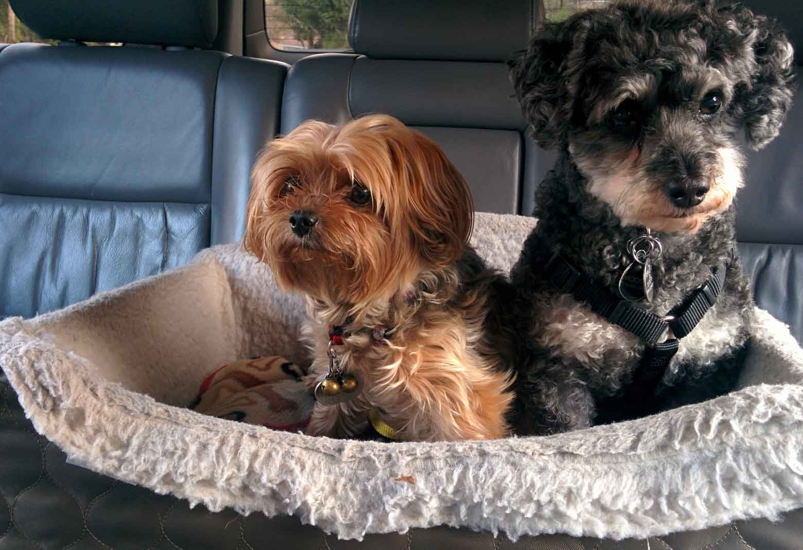 Two Dogs Sitting In Car Seat