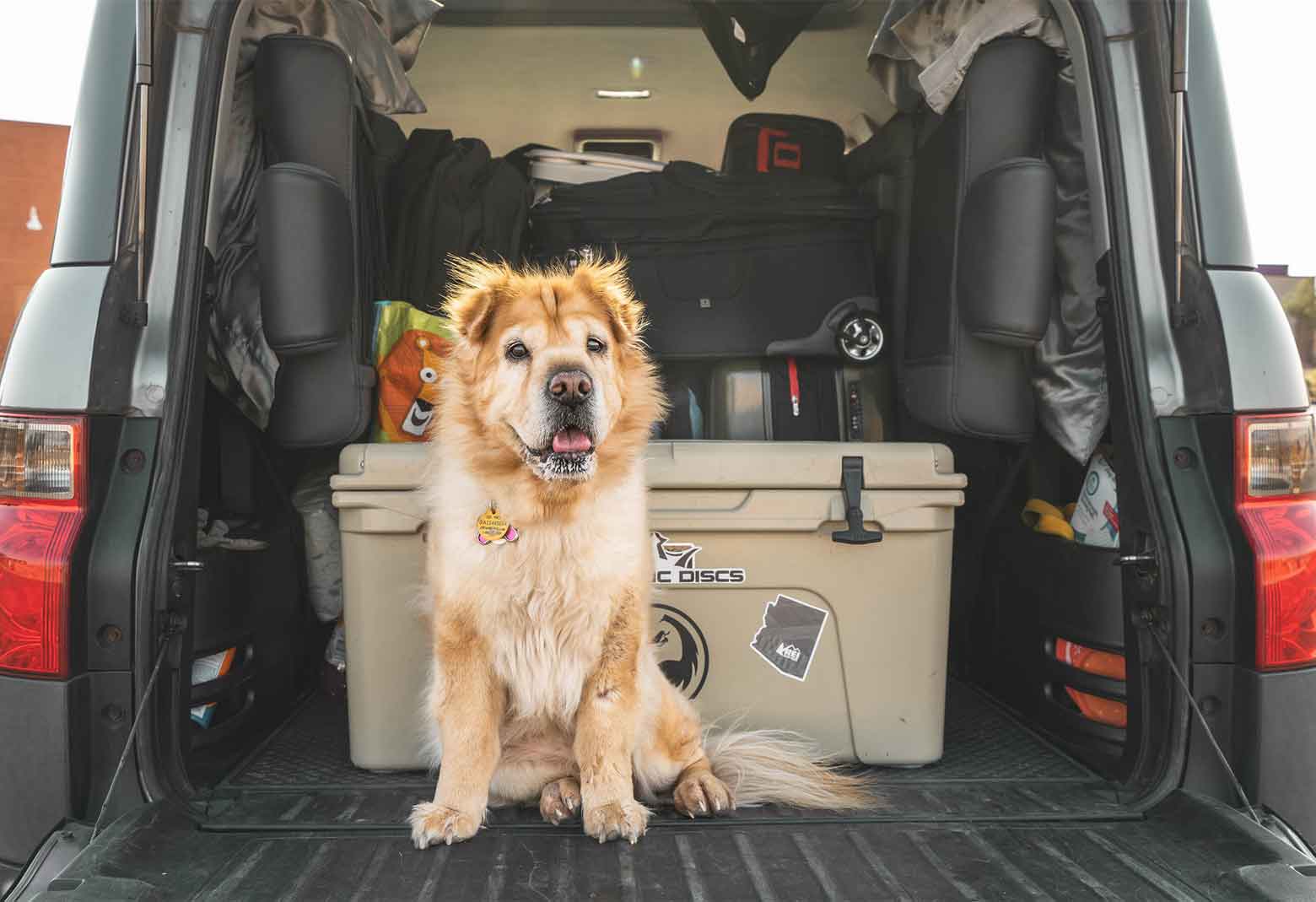 Dog Sitting In Back Seat