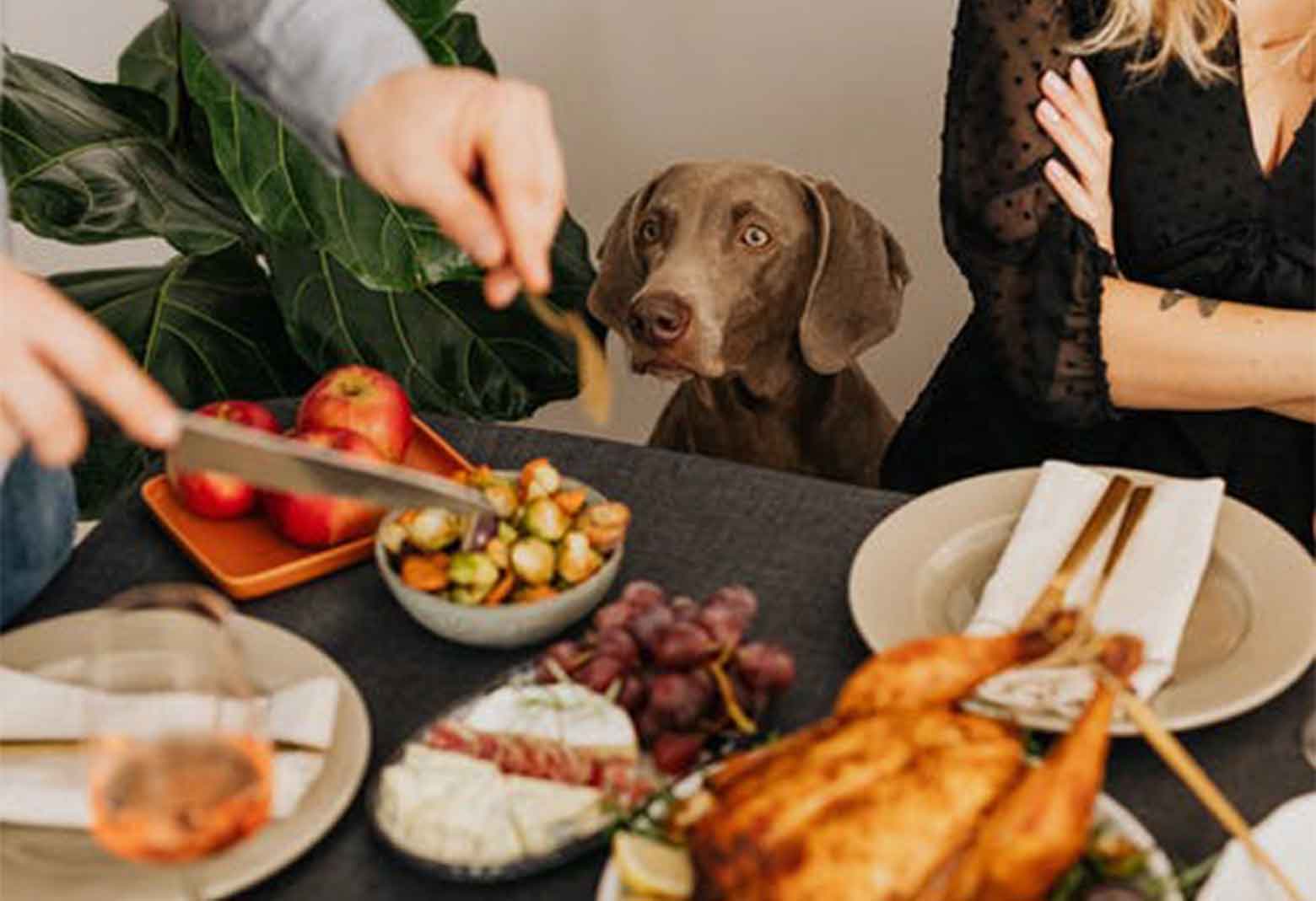 Dog Sitting At Table For Thanksgiving Dinner