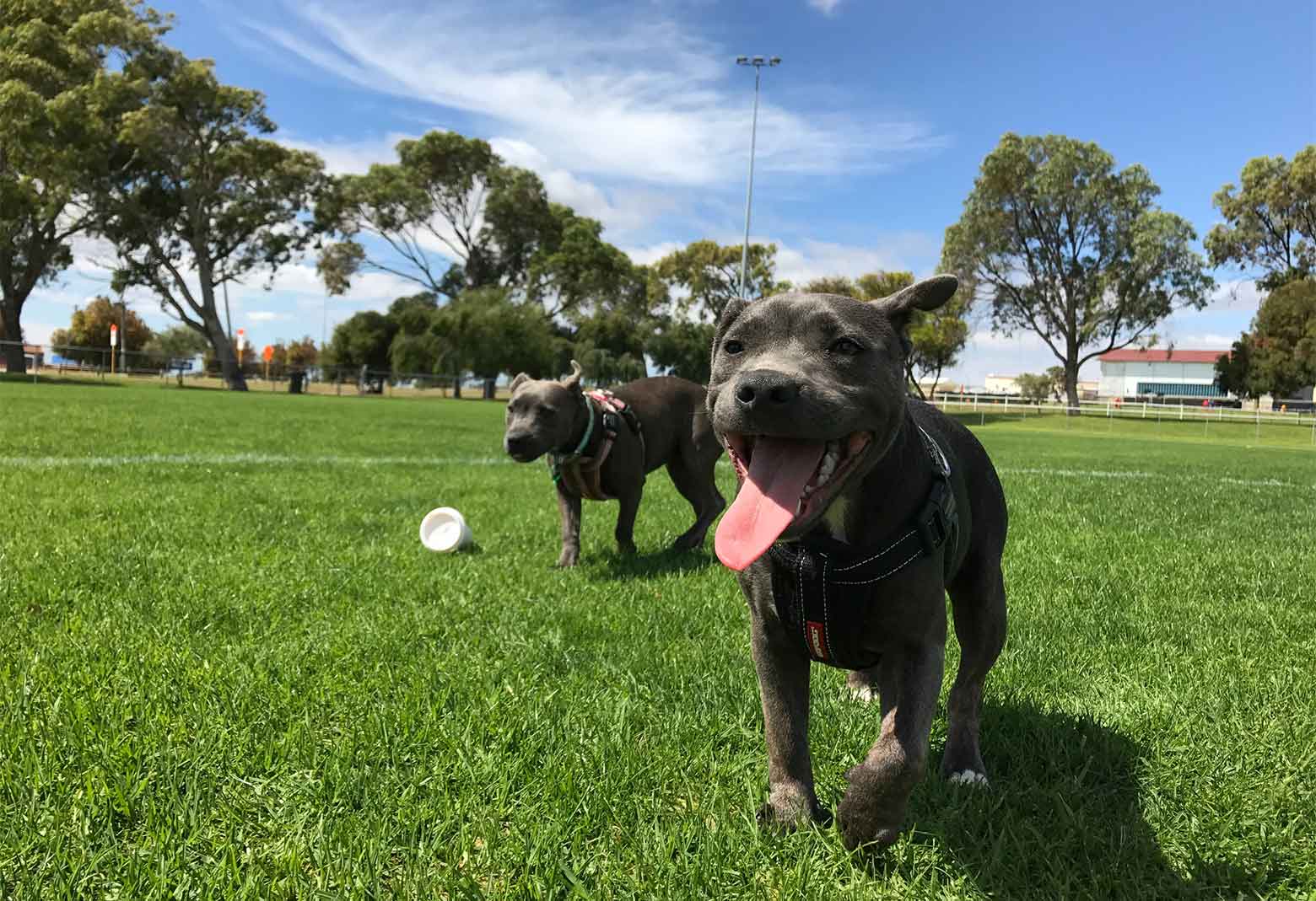 Two Dogs Running In Dog Park