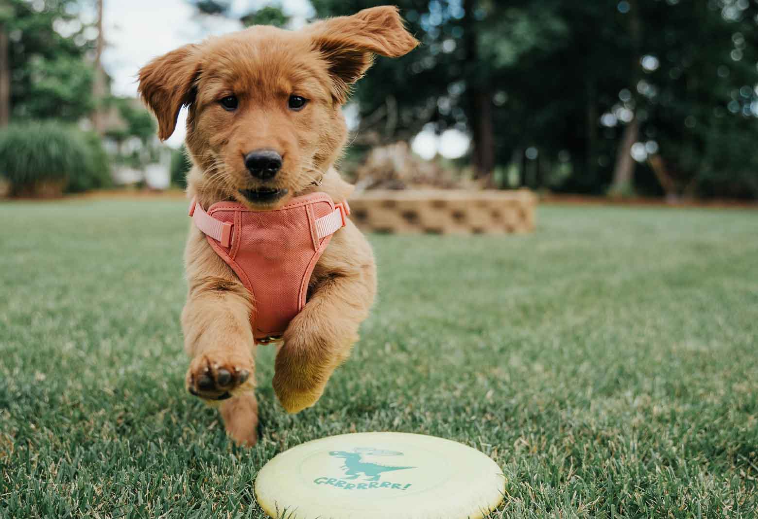 Small Dog Playing Fetch With Flying Disc