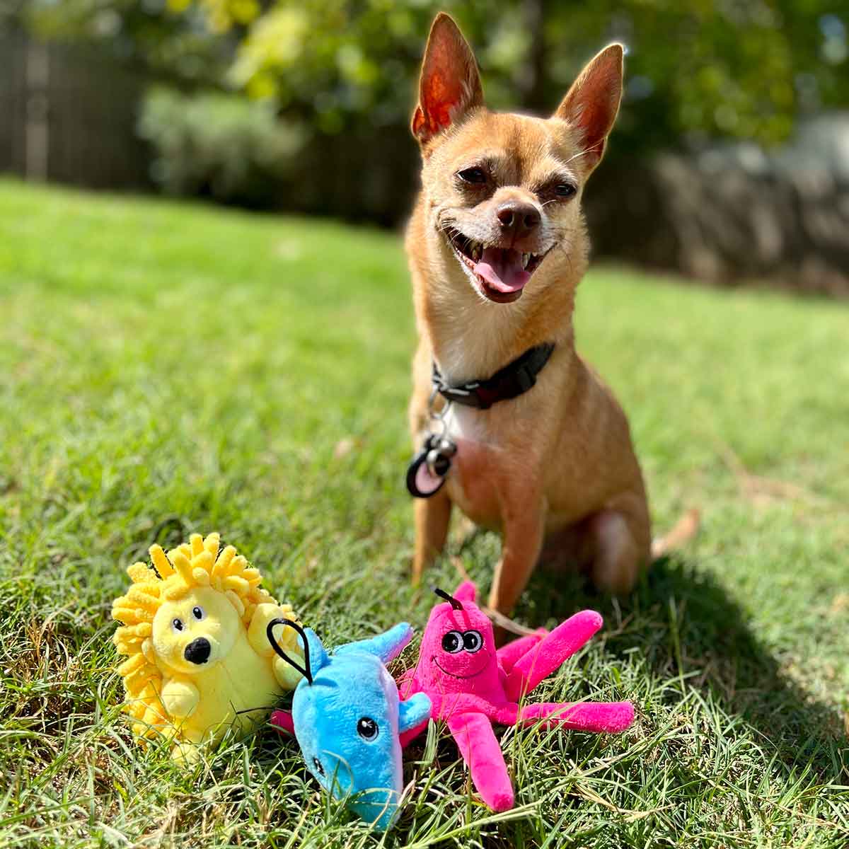 Chihuahua playing with Tender-Tuffs dog toys outside