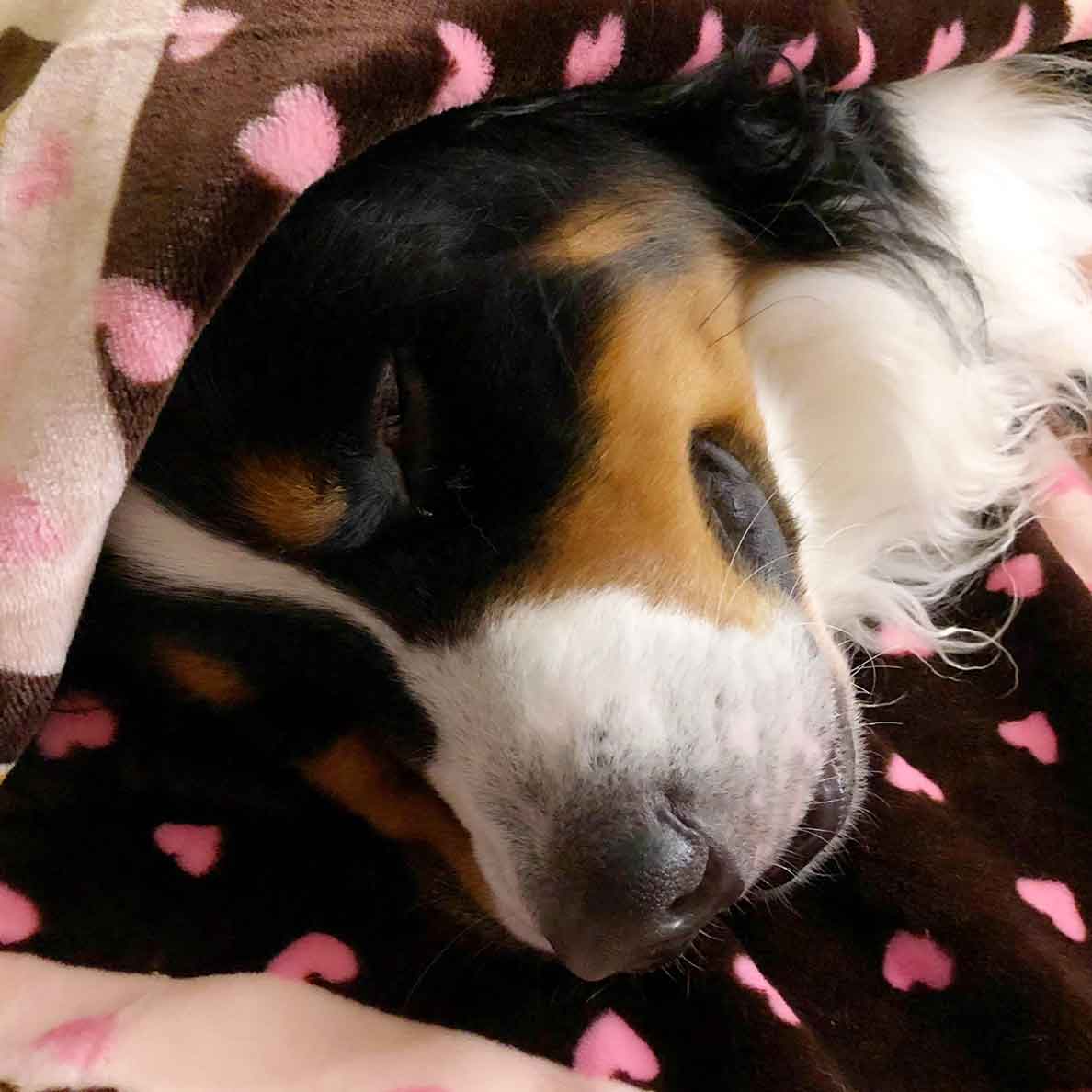 Snuggle Blanket For Pets