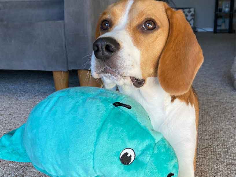 Tender-Tuffs Aussie Kangaroo Large Tough Squeaky Dog Toy – Snuggle Puppy