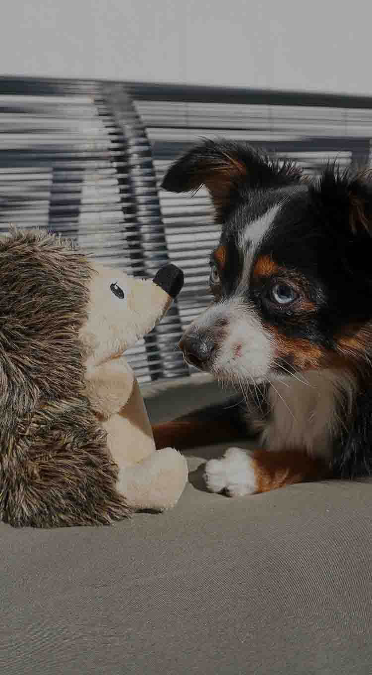 Tender-Tuffs Large Hedgehog Tough, Crinkle & Squeaky Dog Toy