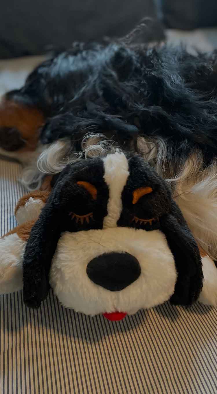 Brown and White Snuggle Puppy