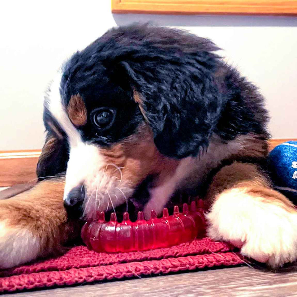 Bernese Mountain Dog Reviews Dog Toys