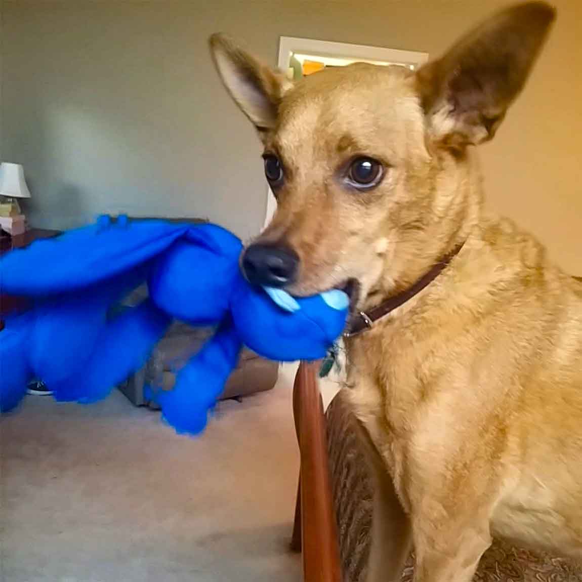 Blue monkey sales dog toy