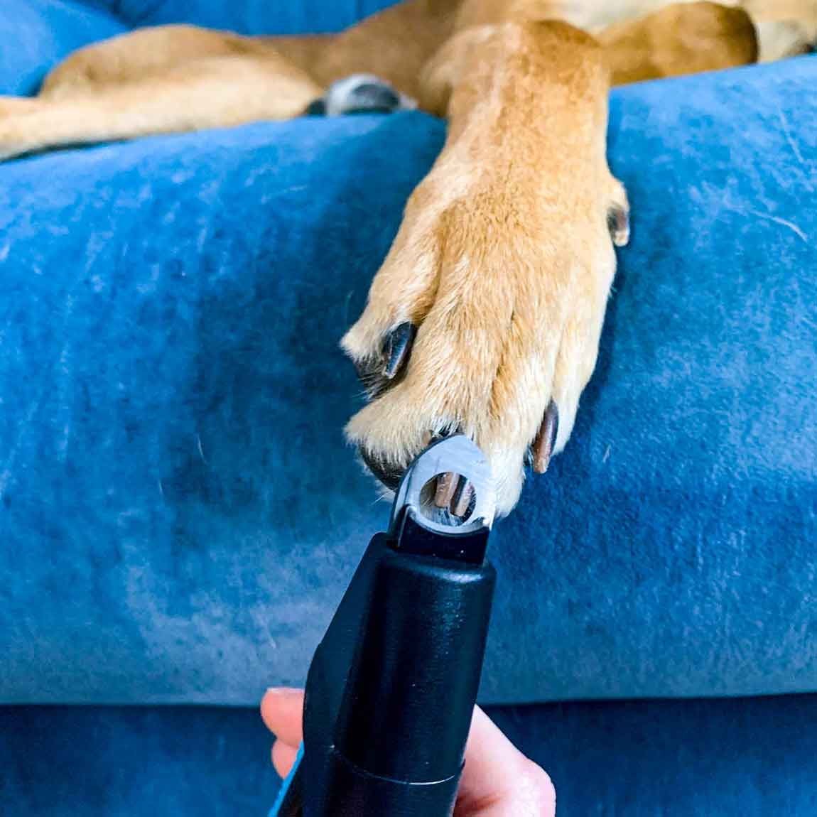 Dog Nail Grinder Electric Pet Trimmer - Paw Nail Grinder for Safe Paws  Grooming, Trimming & Smoothing for Small & Large Dogs & Cats - Portable &  Rechargeable Pet Nail Grinder - Walmart.com