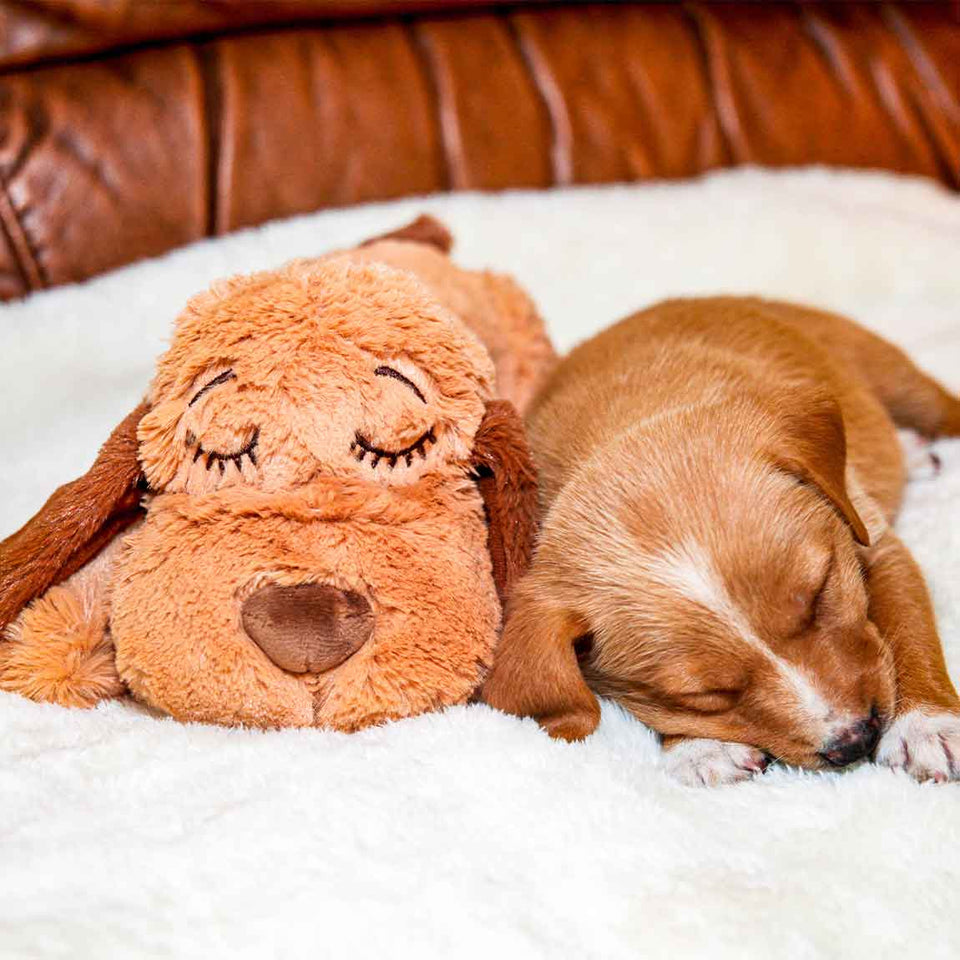 Golden Snuggle Puppy