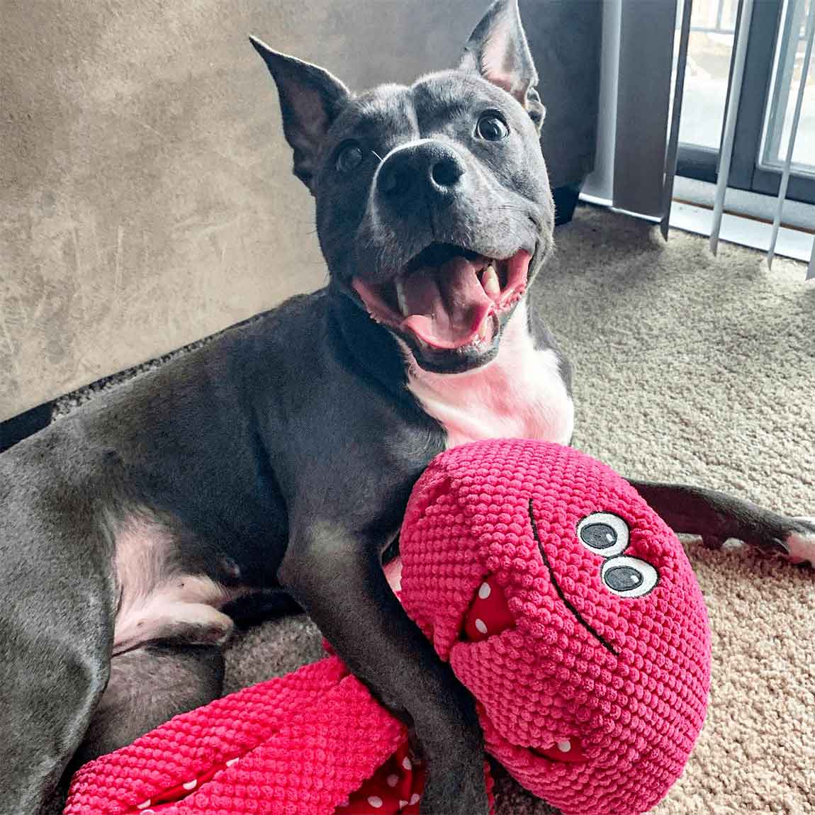 Giant shop dog toys