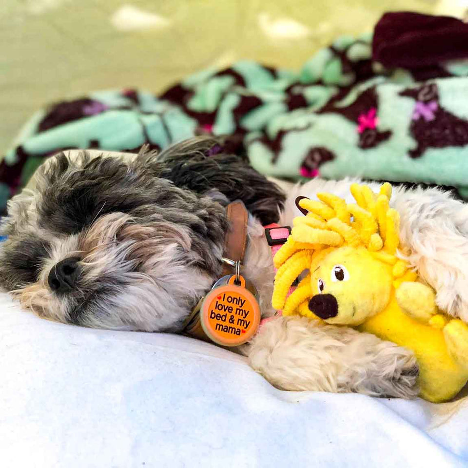 Tender-Tuffs Aussie Kangaroo Large Tough Squeaky Dog Toy – Snuggle Puppy