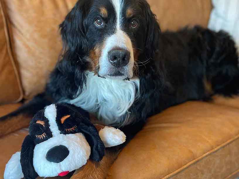 Bernese Mountain Dog Anti-Anxiety Dog Toy, Plush Puppy with Heartbeat and  Heat Pack