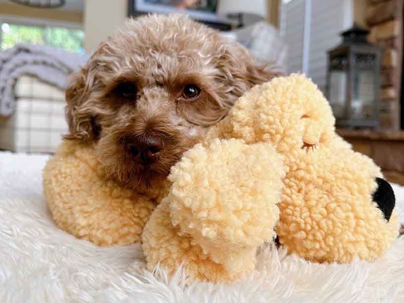 Golden Snuggle Puppy