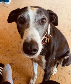 Colin, an 8 year old lurcher Greyhound sat down 