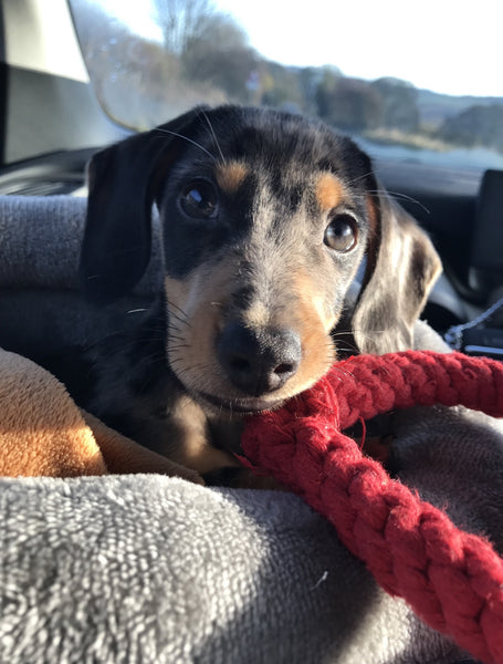 Finlay, a small dachshund sausage dog, holding a red heart rope toy, from the Best In Show rope toy range