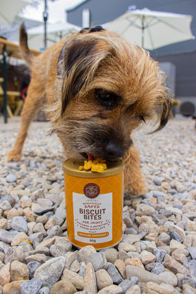 A small dog eating the beautifully baked biscuit range from Best In Show, the Mature Cheddar Baked Biscuits to be exact. 