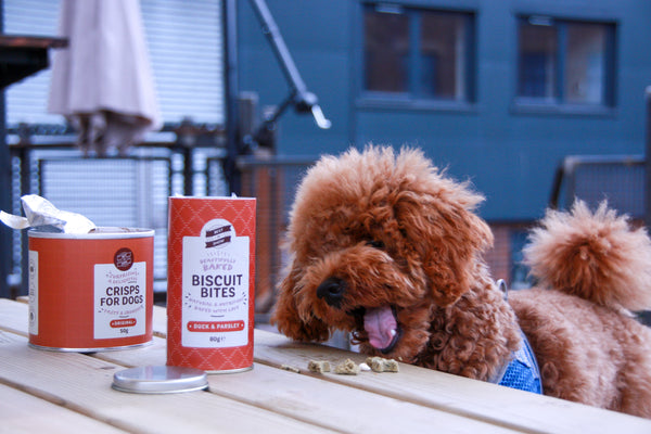 Ally the Poochon Puppy dog, sampling some of Best In Show's treats. This inparticular photo shows Ally the dog eating the Peanut butter & jelly beautifully baked biscuit bites in a beer garden.