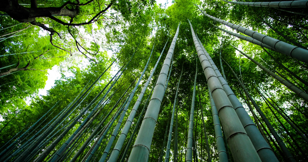 Bamboo stalks reaching towards the sky