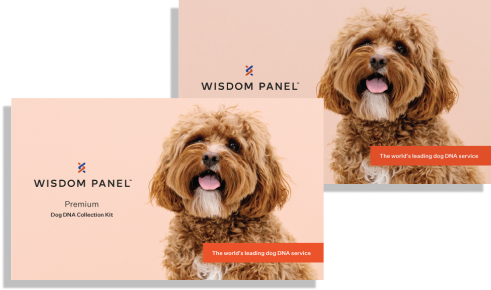 Bundle of two Wisdom Panel™ Premium kits