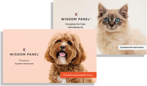 Bundle of one Wisdom Panel™ Premium kit and one Wisdom Panel™ Complete for Cats kit