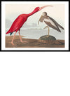 Scarlet Ibis Vintage Bird Print