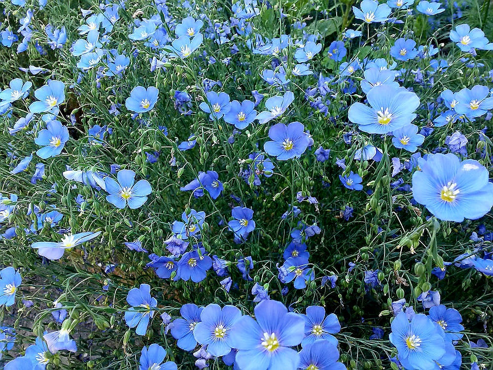 'Linum' Blue Flax
