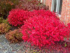 'Euonymus' Dwarf Winged Burning - canadiantreenursery.com product image