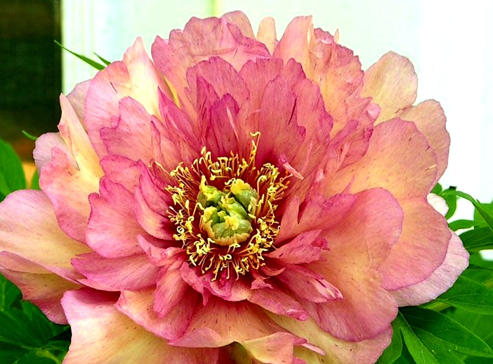 Paeonia' Itoh Hillary Peony – 