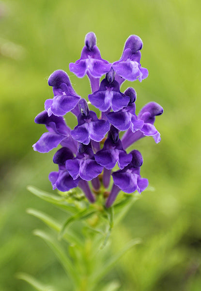 Purple flowering plant Scutellaria baicalensis, or Chinese skullcap