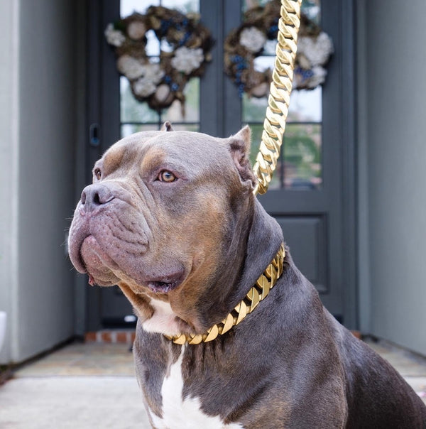 cane corso chain collar