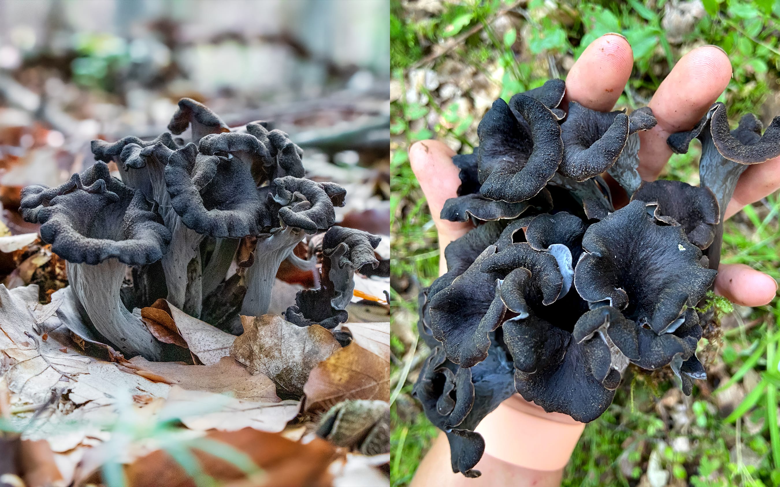 Black Trumpets | Stuffed Patty Pans with Black Trumpets | Recipe by FUNGIWOMAN