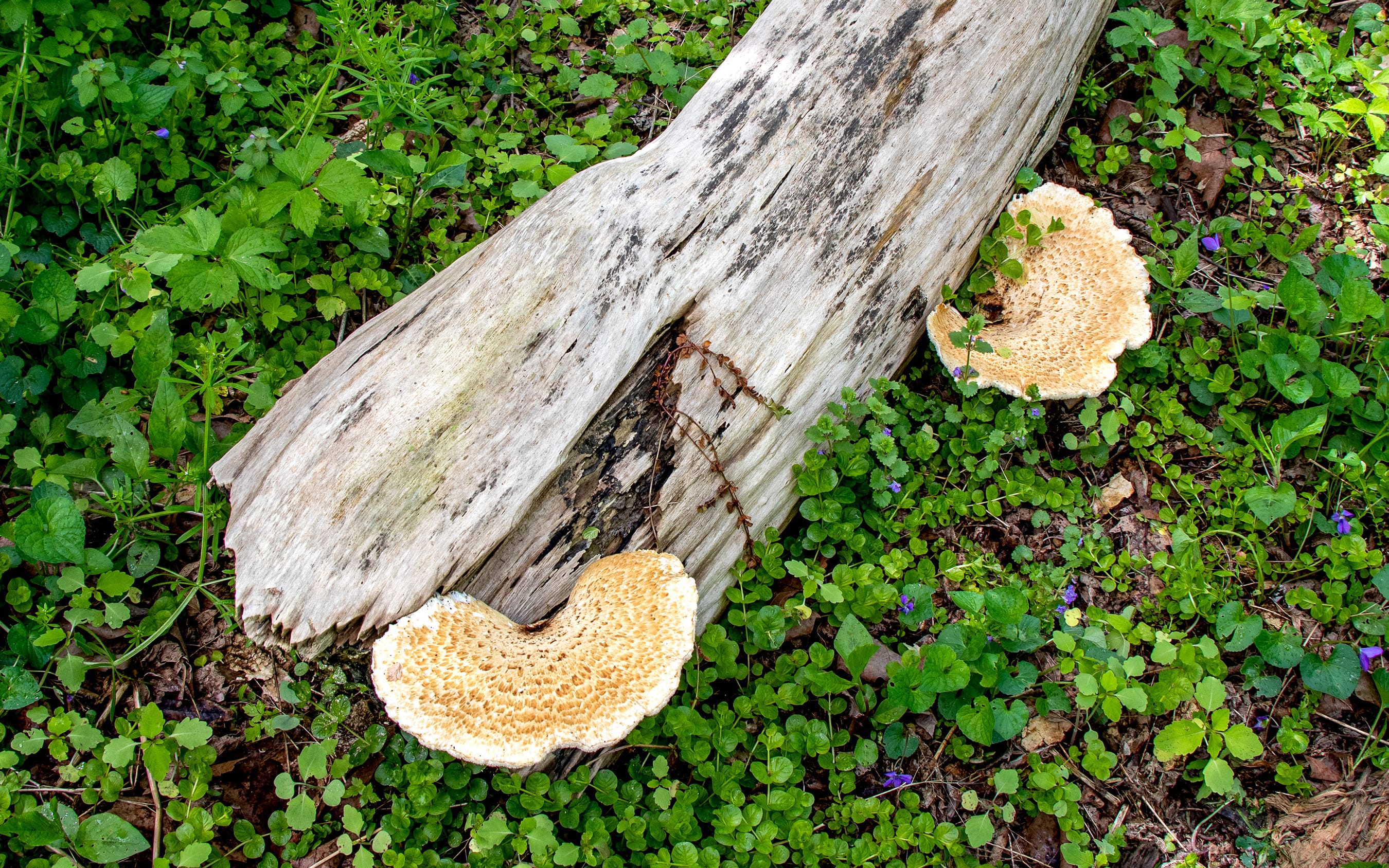Gyromitra caroliniana Mushroom Profile by FUNGIWOMAN - Ecology