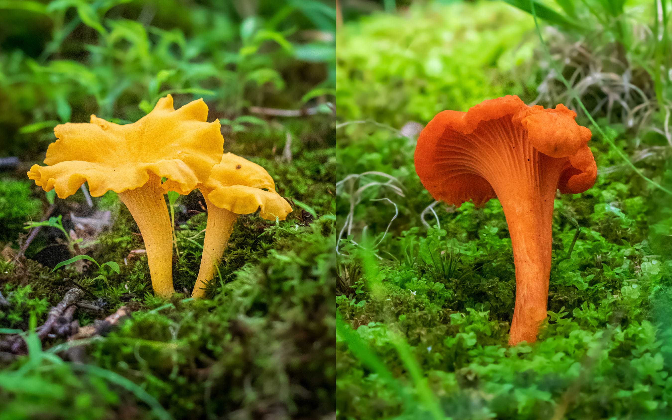 Smooth and Red Cinnabar Chanterelles | Chanterelle Omelette | Recipe by FUNGIWOMAN