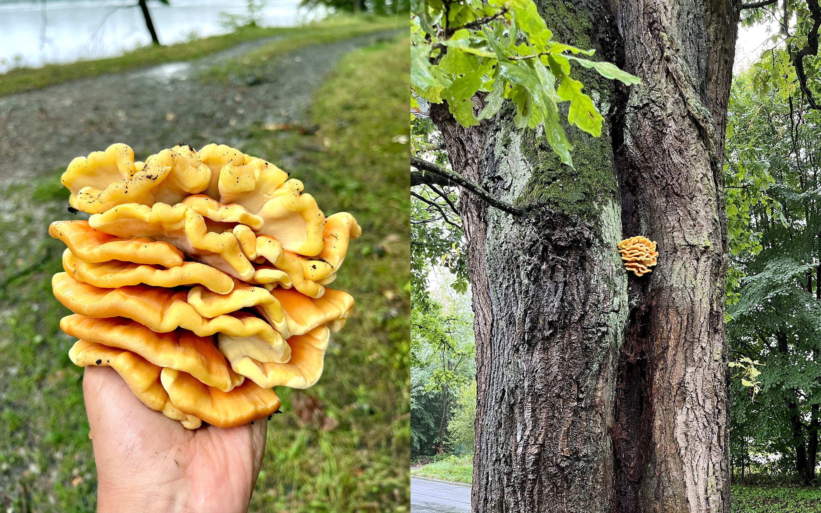 Laetiporus suplhureus / Chicken of the Woods | Fried Chicken of the Woods | Recipe by FUNGIWOMAN