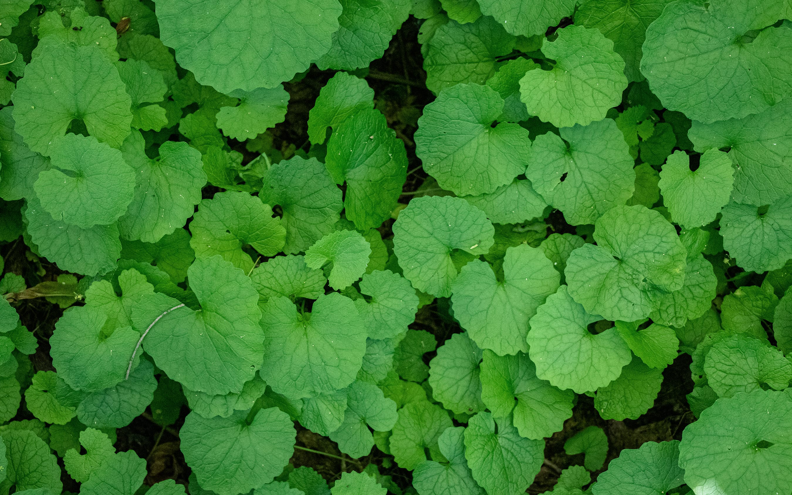 Gyromitra Gratin with Garlic Mustard by FUNGIWOMAN