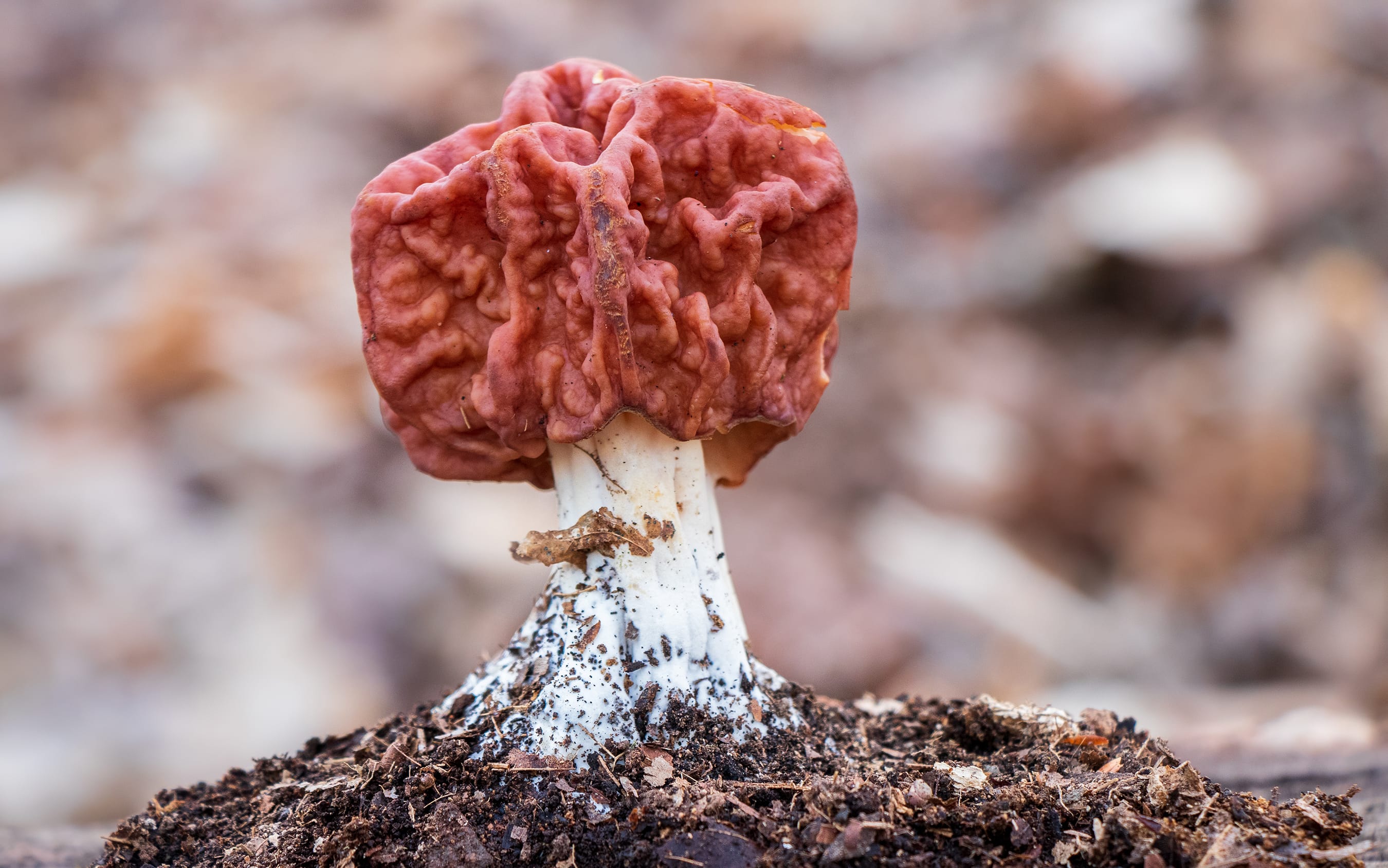 Gyromitra caroliniana Mushroom Profile by FUNGIWOMAN - Distribution