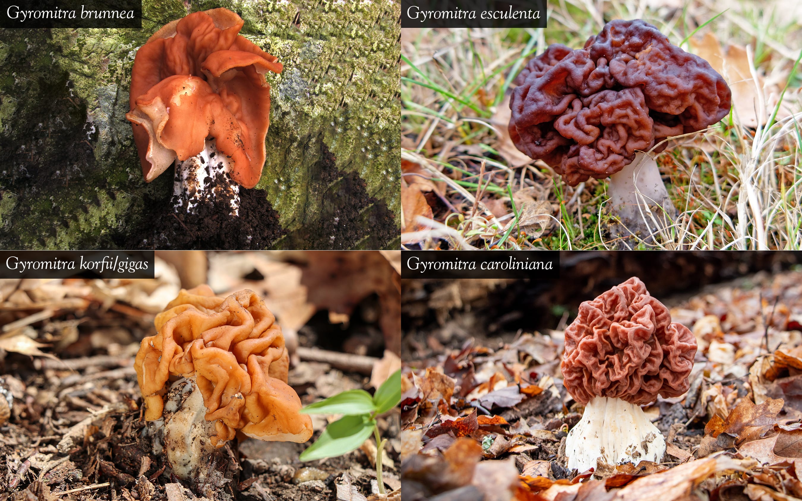 Gyromitra caroliniana Mushroom Profile by FUNGIWOMAN - Similar Species