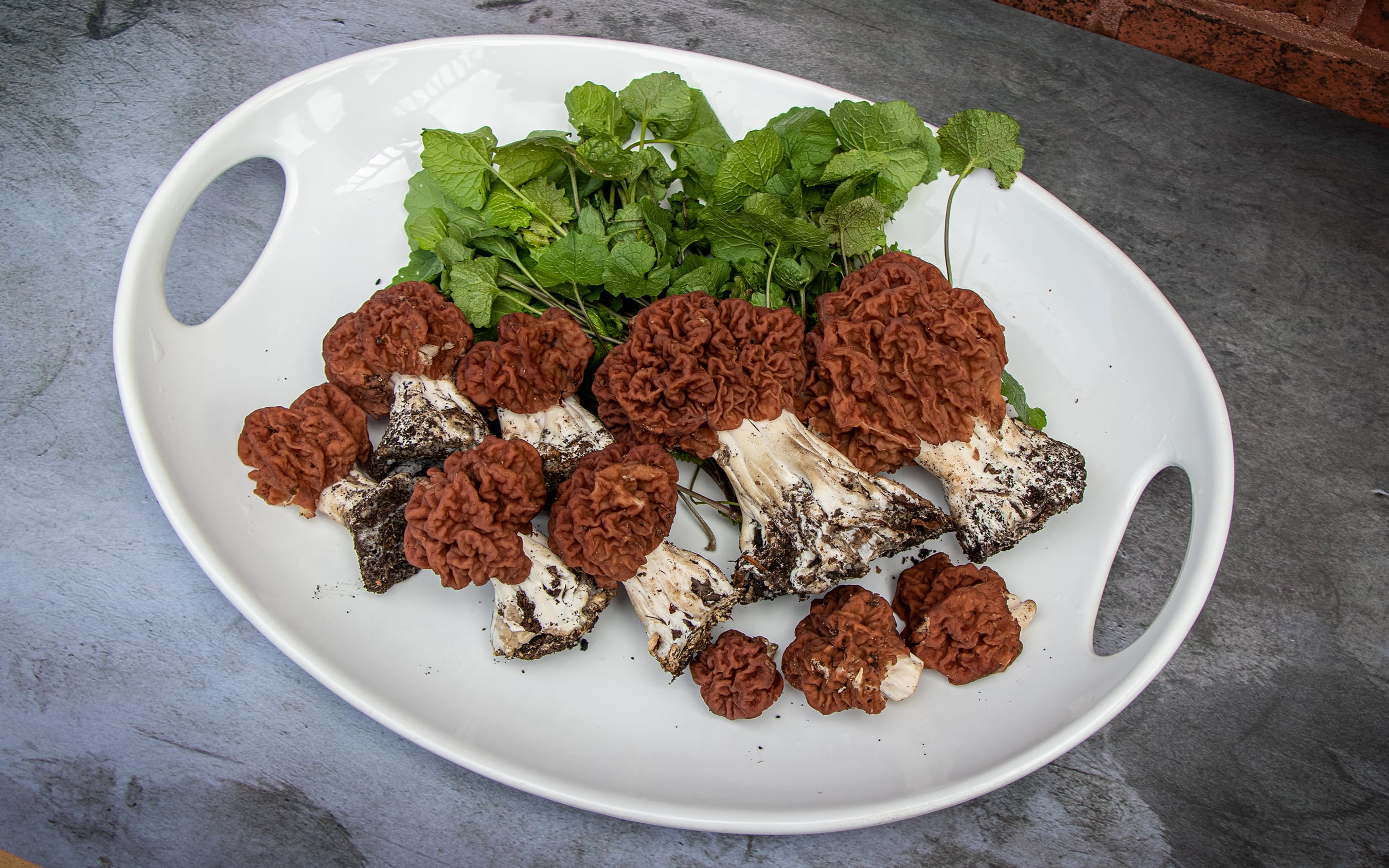 Gyromitra caroliniana Mushroom Profile by FUNGIWOMAN - Edibility and Taste